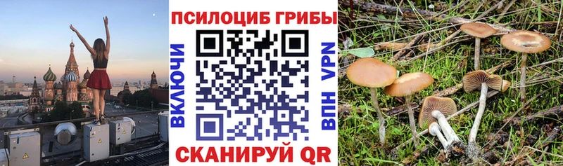 купить закладку  Шелехов  Псилоцибиновые грибы мухоморы 
